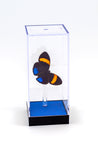 5" Tall Table Display - Pastazza Butterfly