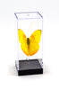 5" Tall Table Display - Phoebis Philea Butterfly
