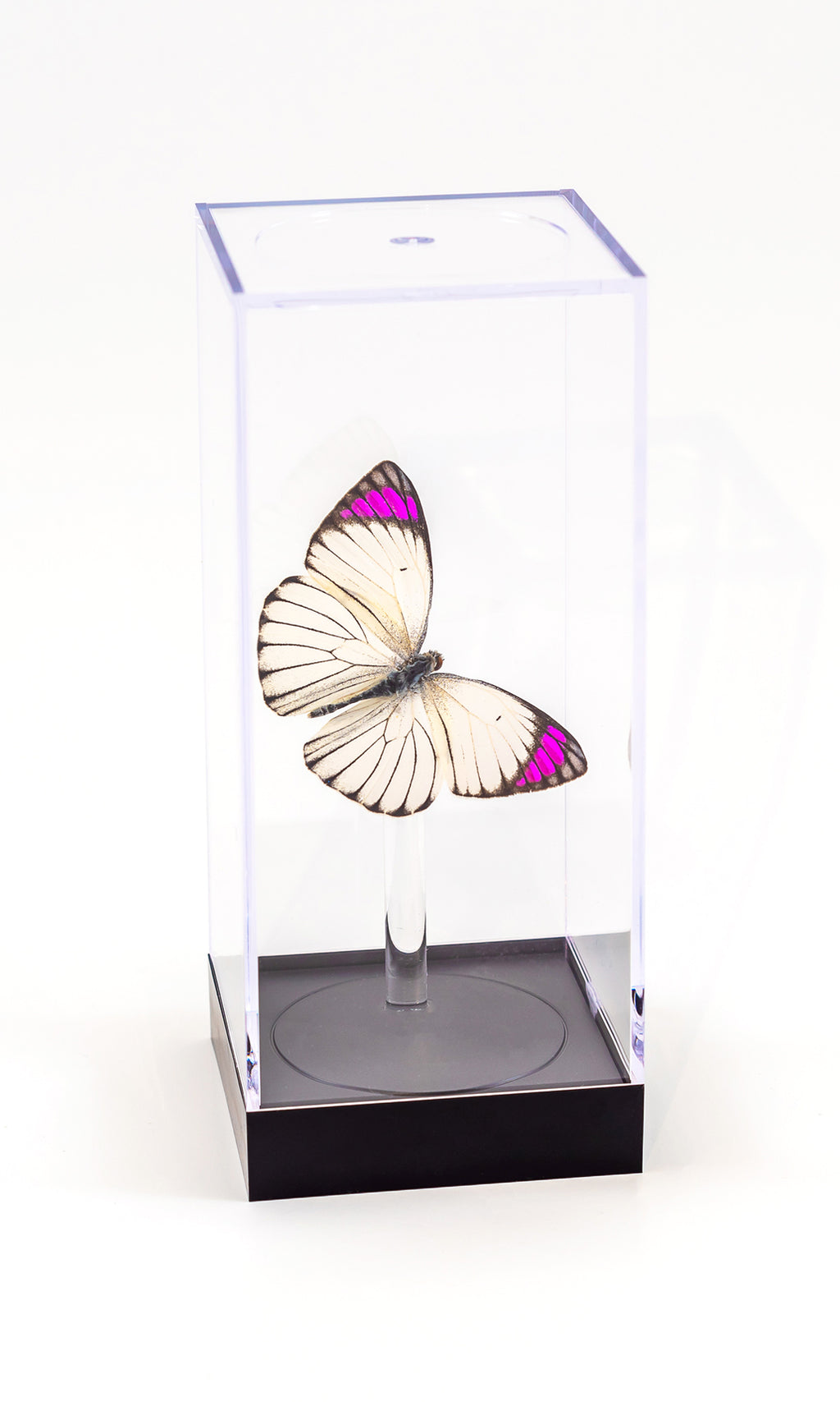 5" Tall Table Display - Purple Tip Butterfly