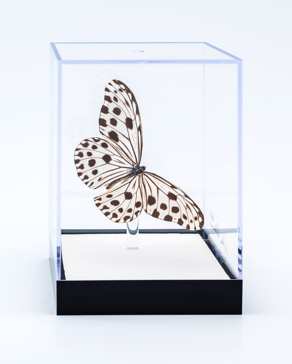 5 1/2" Tall Table Display - Rice Paper butterfly